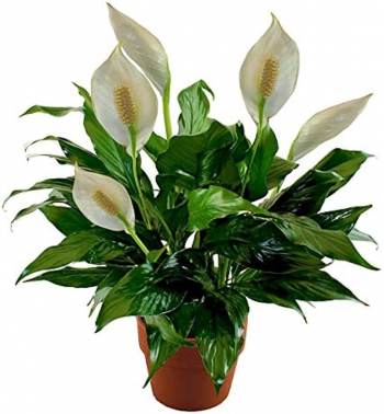 Plants Peace Lily Lebanon